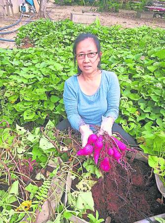 无土种植的黑姜收割后，就用来种植日本红蕃薯，没想到一样种出肥沃的红蕃薯。