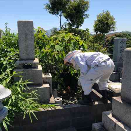 永明寺的墓地发现大量蜜蜂。