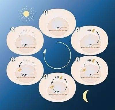 period基因的反馈调节简化图示。