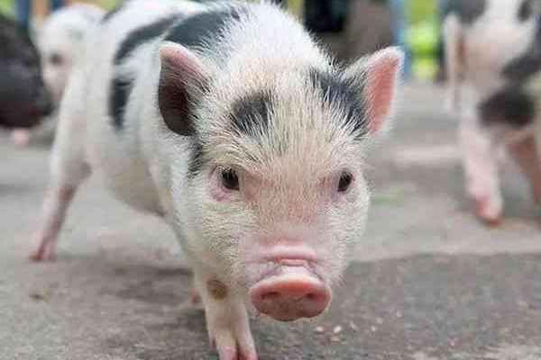奥斯萨巴岛猪17,宠物猪宠物猪,近年来的一个新词汇