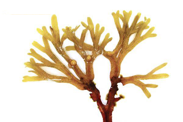 珊瑚草是海底燕窝巧吃补血又排毒 