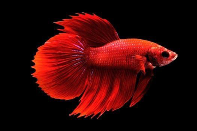 Round Tail Betta