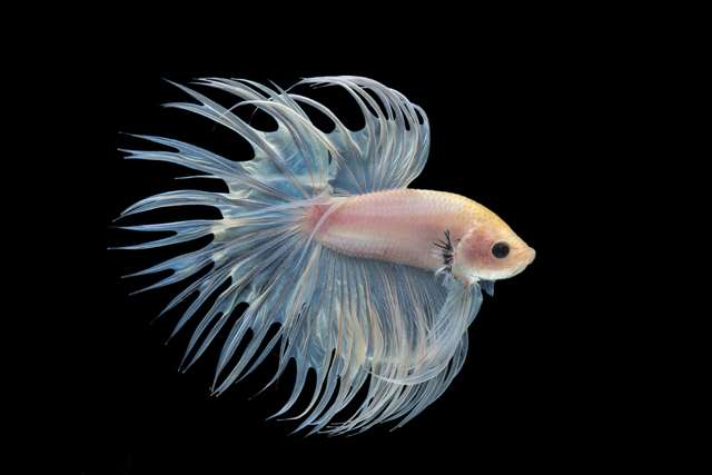 Crown Tail Betta