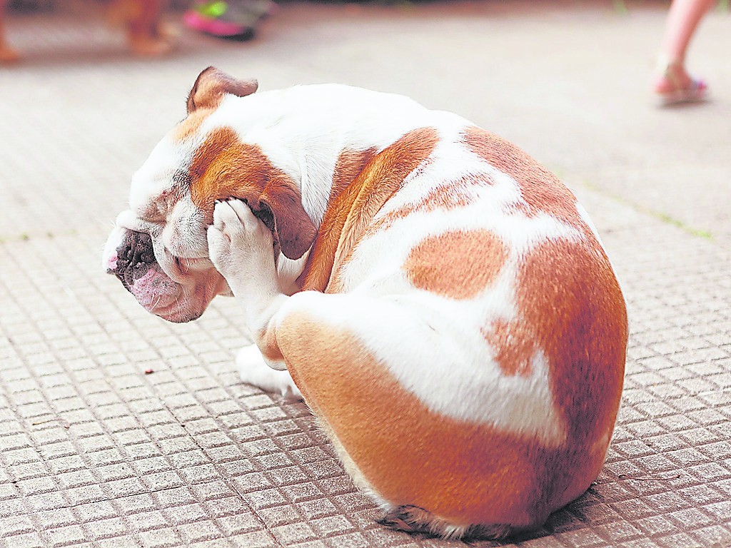 狗狗一旦皮肤过敏，轻则皮肤红肿瘙痒，重则引起过敏性休克。