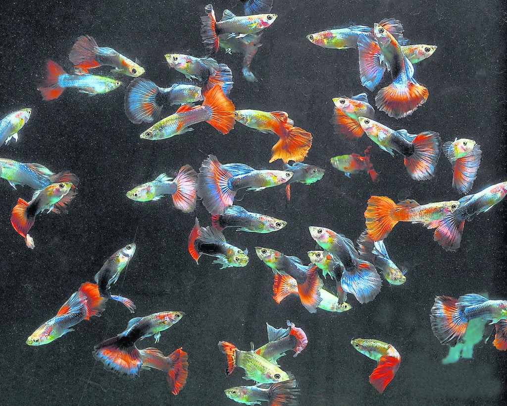 白子红蕾丝孔雀鱼： 经过多年的精挑细选和有系统的繁殖后，可以产出如此漂亮的鱼种。