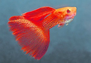 白子红蕾丝孔雀鱼： 经过多年的精挑细选和有系统的繁殖后，可以产出如此漂亮的鱼种。