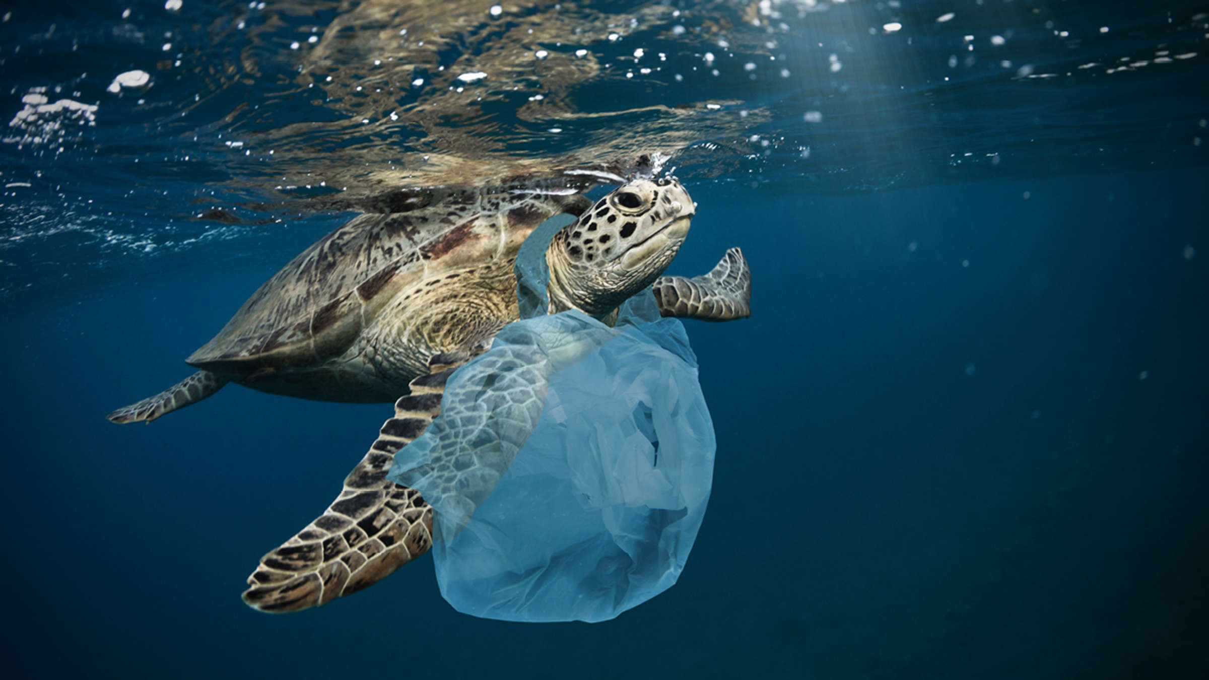 他说:那些可以让细菌和海龟喜爱的小生物附着其上的漂浮塑胶垃圾