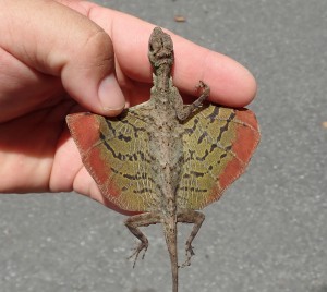 展开翼膜的美丽飞蜥（Draco formosus）。