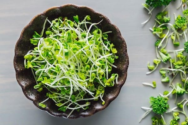 6park Com 豆芽护血管 绿花椰菜芽抗癌7种芽菜的保健功效