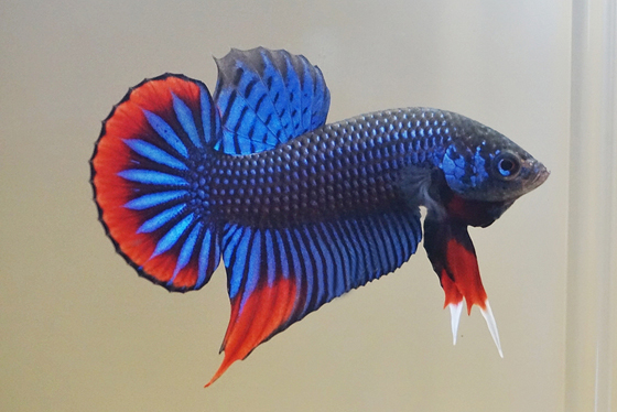 Wild Betta Division Champion（野斗部门冠军）：J5 AOC Open Wild Betta 第一名