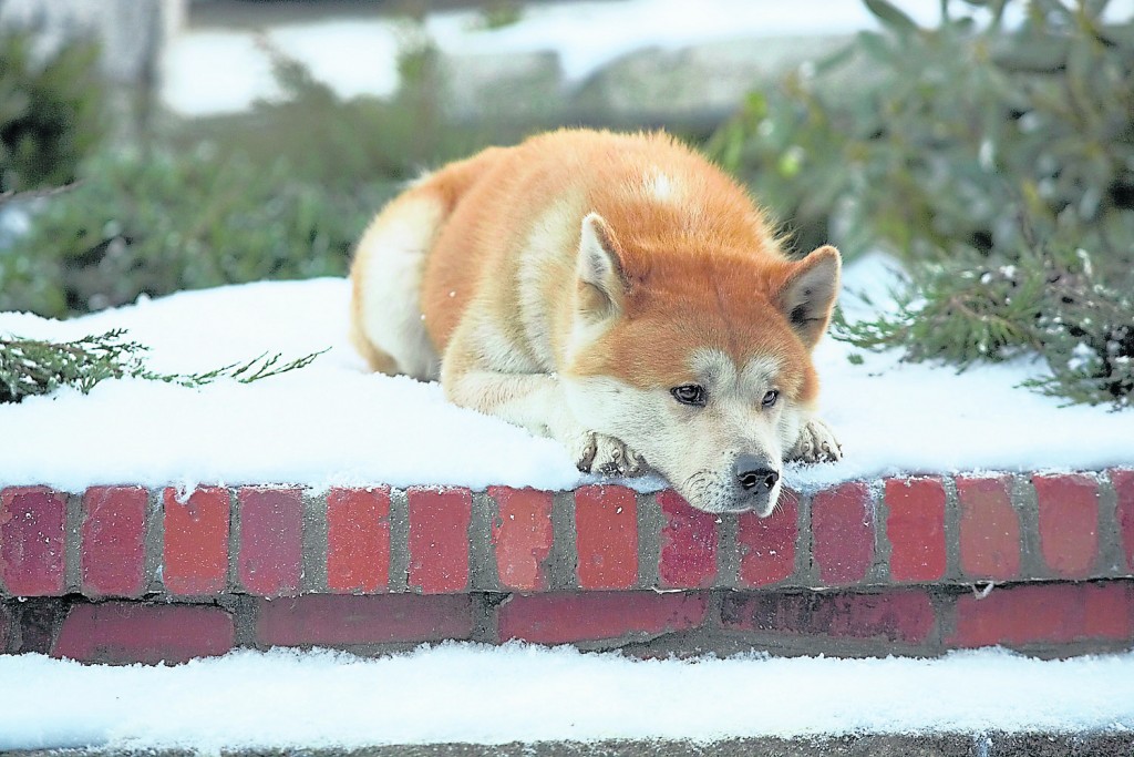 现实生活：09年翻拍的《忠犬八公》走红，带动了宠物秋田犬的饲养量。