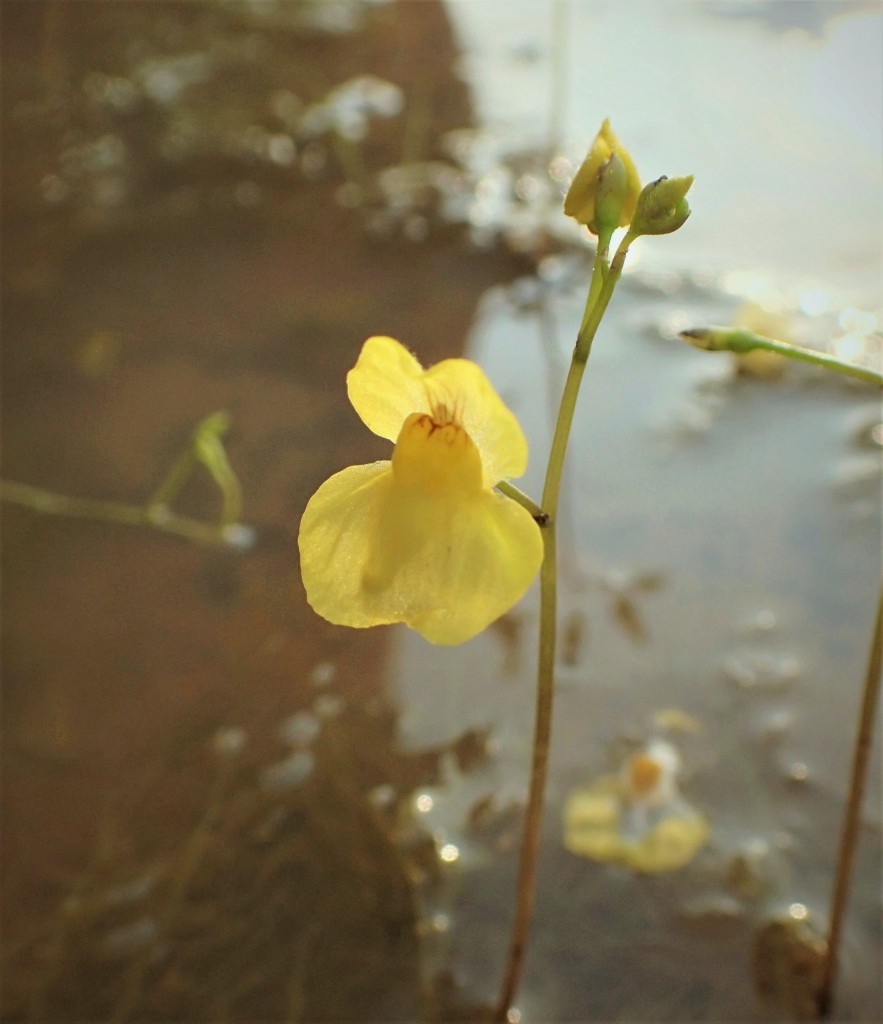 黄花狸藻的花。