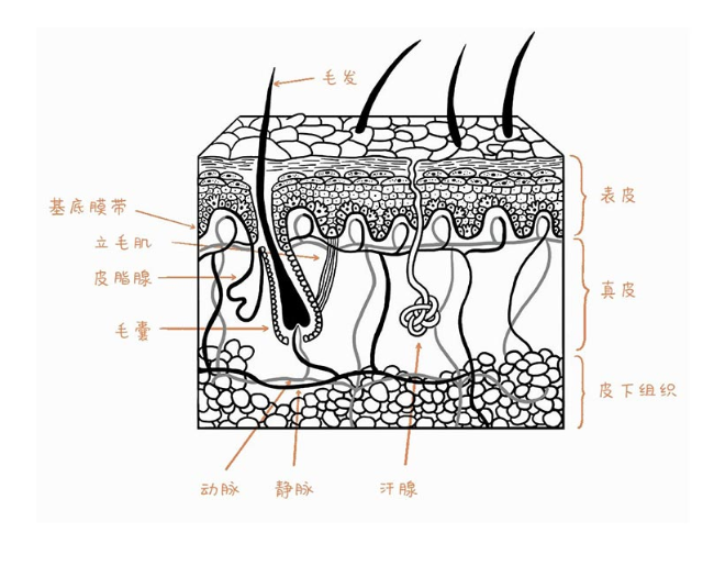 皮肤生理学图片怎么画图片