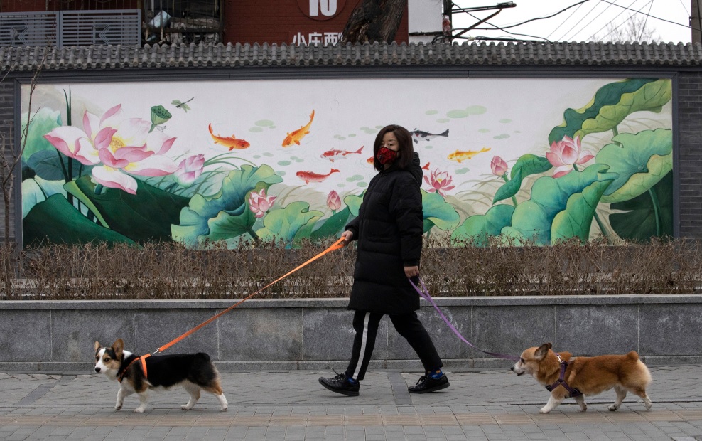 在北京，民众不可以饲养大型犬。