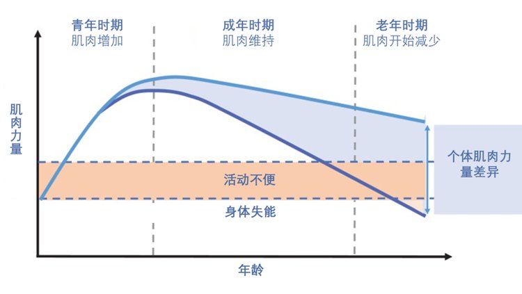 图中的曲线展示了人的一生中，肌肉是怎么逐渐流失的。