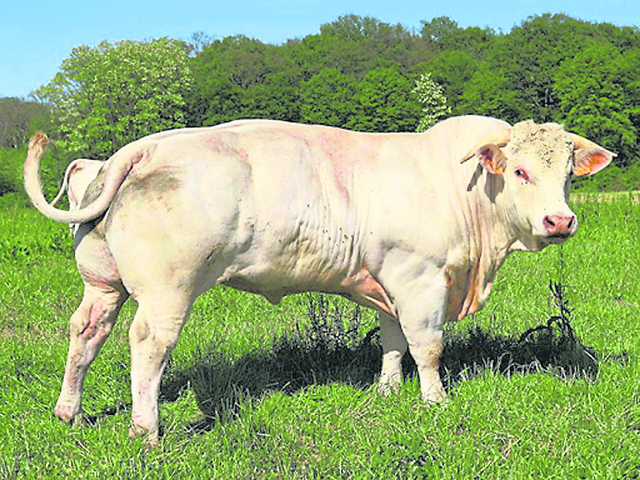 Charolais cow standing in field, turning head toward camera