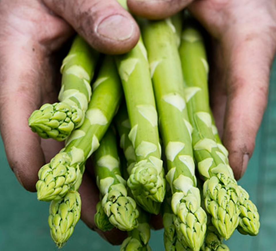 Man holding bundle of organic green asparagus in hands