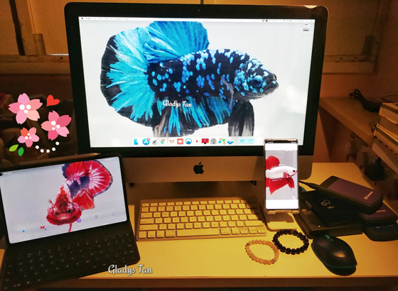 我喜欢通过照片将斗鱼的美态记录下来。将它们设置成电脑和手机桌布时，看着看着，特别有满足感。