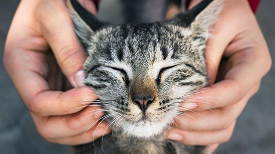 很多猫奴发现，爱撒娇的猫咪特别喜欢“煲水”。