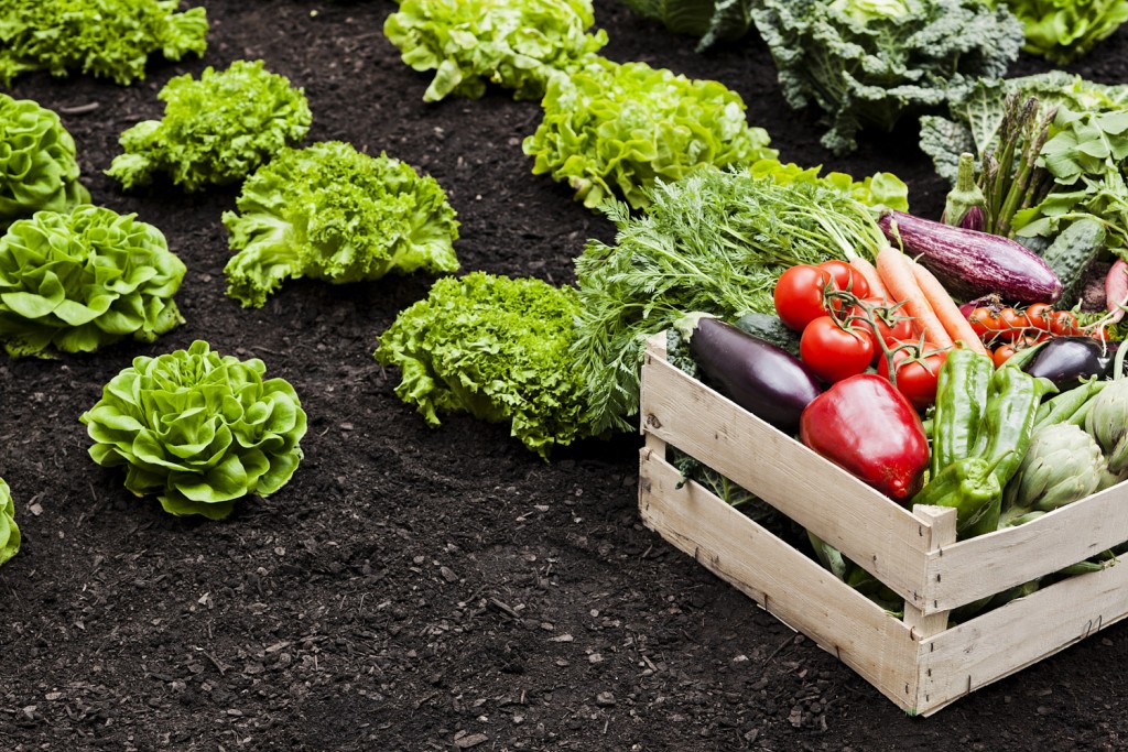 Vegetables cultivation