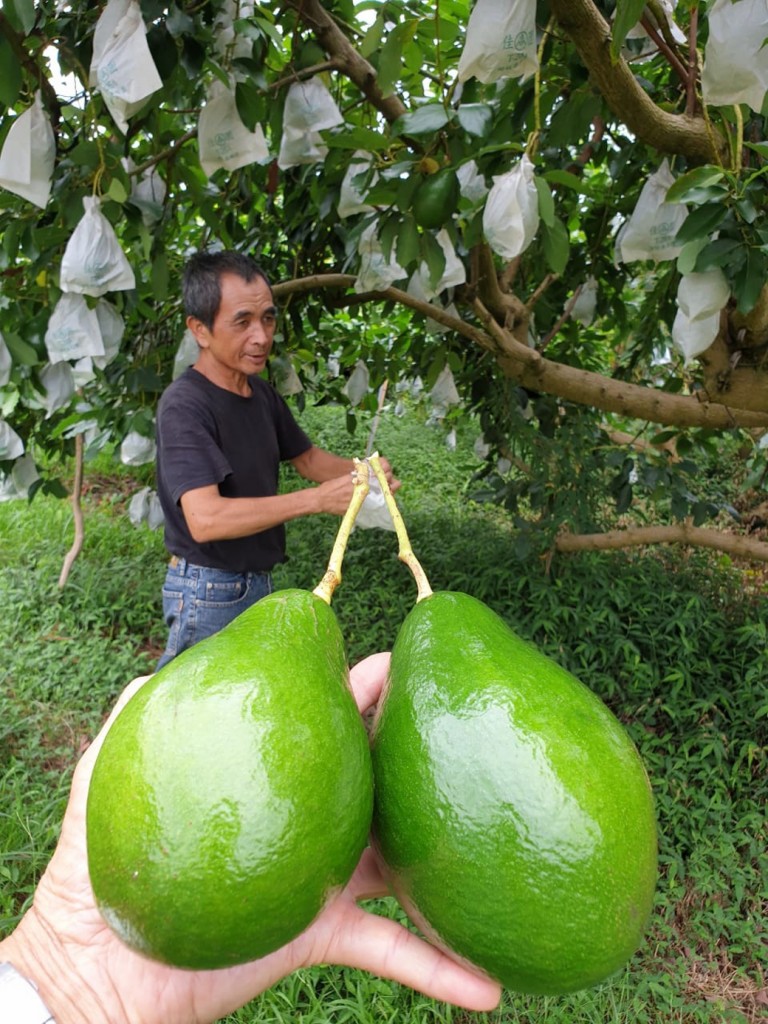 前往台湾考察当地牛油果种植园主。