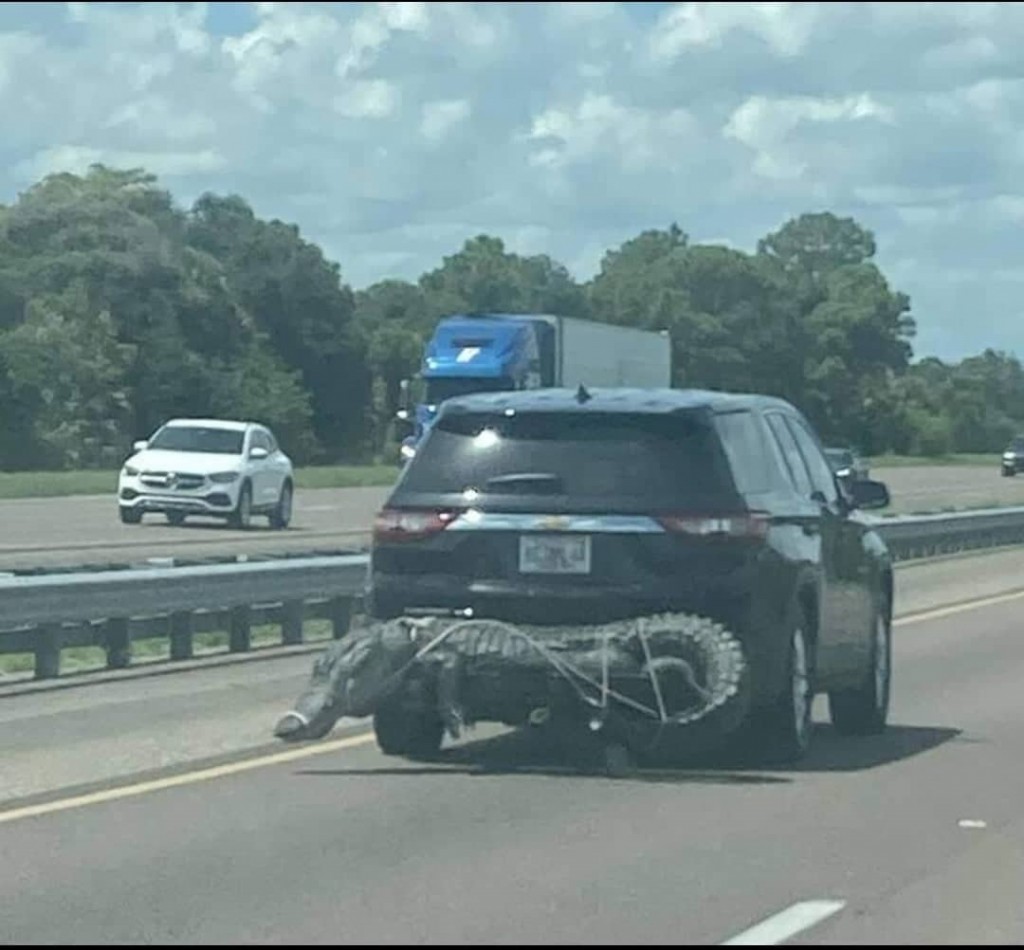 鳄鱼绑车尾飙车 1