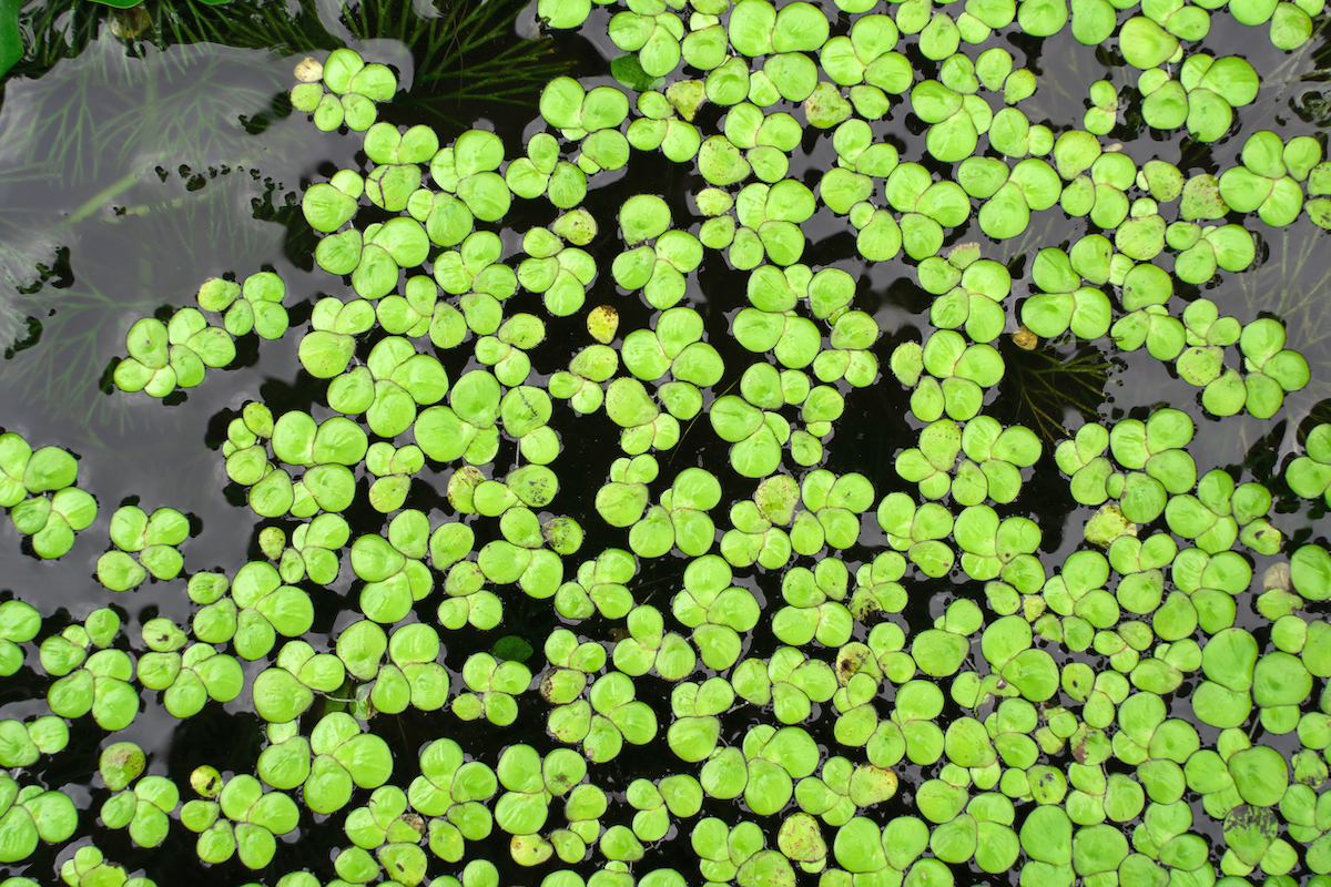 Common Duckweed, Duckweed, Lesser Duckweed, Natural Green Duckweed (Lemna perpusilla Torrey) on The water for background or texture. close up Green leaf aquatic plant on a water background.