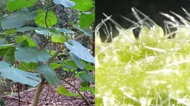 带刺树又名昆士兰毒刺，是全球最毒的植物之一，被称为“自杀植物”。 