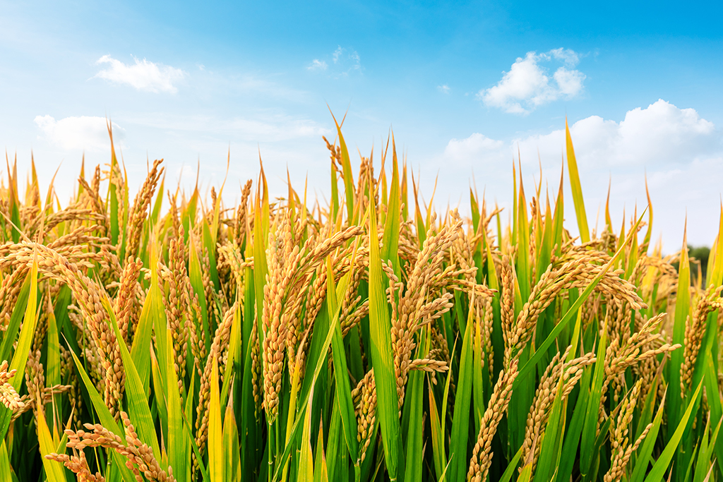 Ripe,Rice,Field,And,Sky,Landscape,On,The,Farm