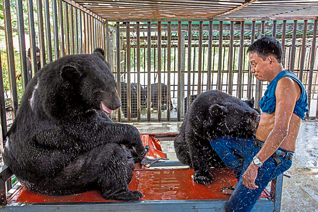 Ko Ko Aung with his Asiatic black bears after he treated food in Taungoo, Bago region on 30 June 2020. (Hkun Lat I Frontier)