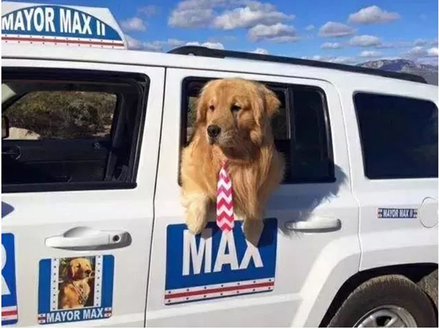 这一只金毛犬是麦克斯二世。 