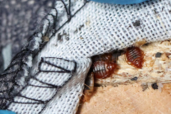 Bed bugs are seen in the seams of a sofa bed, in L'Hay-les-Roses, near Paris, France, September 29, 2023. REUTERS/Stephanie Lecocq