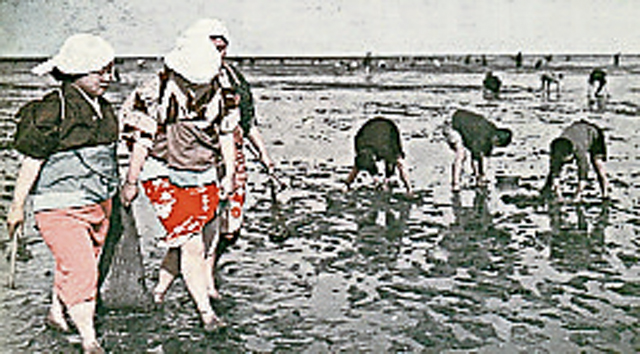 旧时代日本妇女用徒手捕捞的方法获取海产。