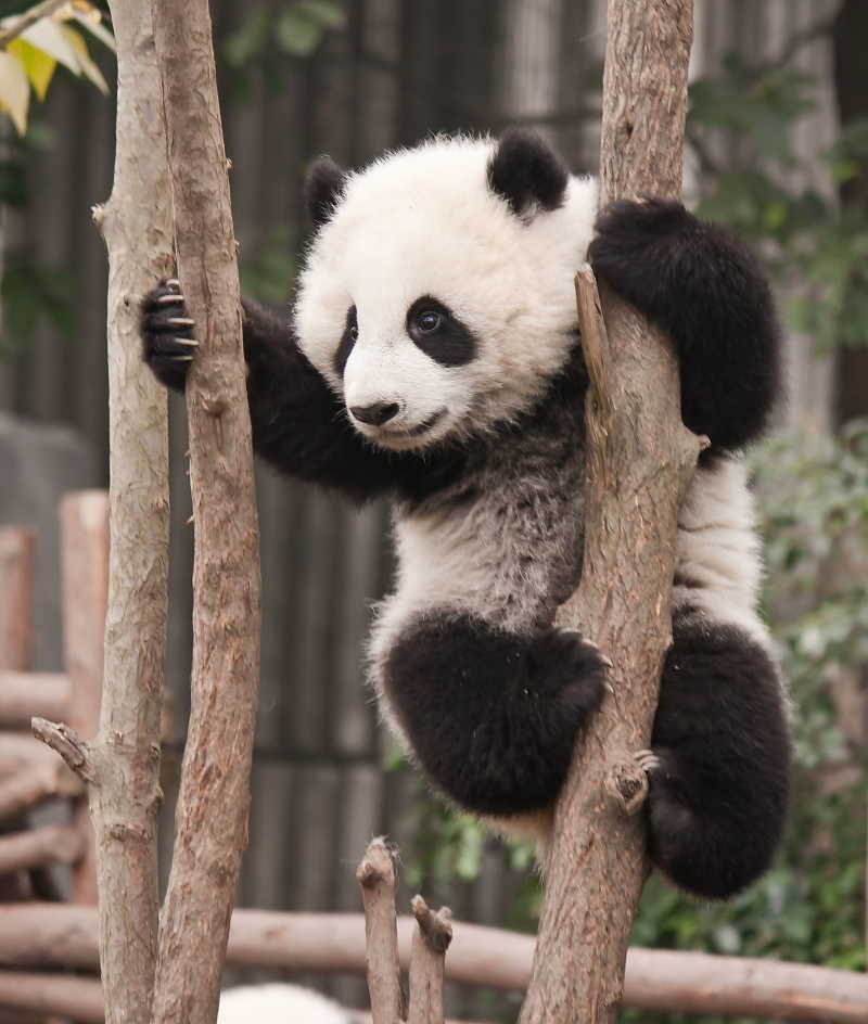 Giant panda baby