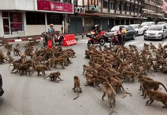 猴群攻占街道，看到车子停靠就立刻一拥而上。