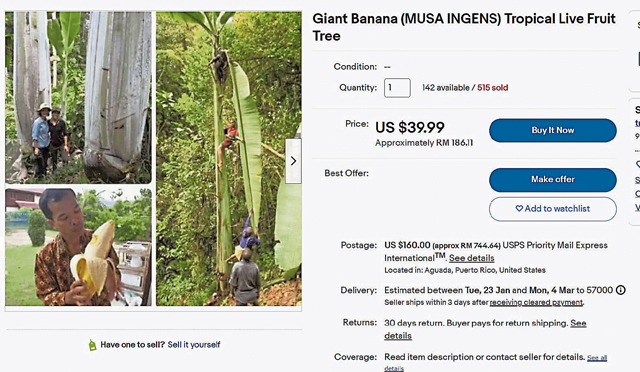 上ebay网站查一查，竟然有人网买这种巨型蕉，价钱是186令吉，邮费是744令吉。但来源是阿瓜达（美国在加勒比海地区自治邦波多黎各的城镇）而不是巴布亚。