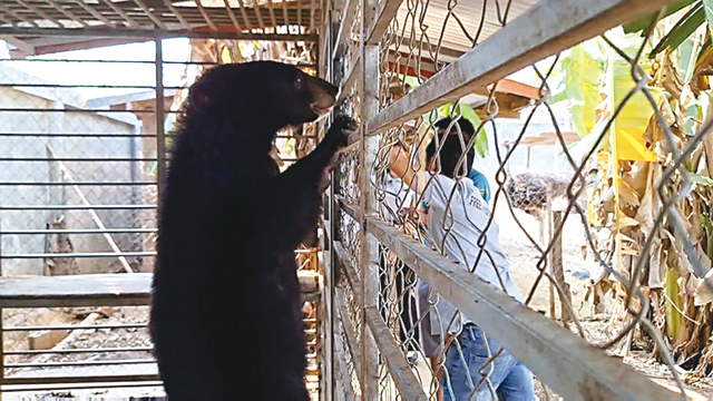 在老挝一些偏远地区，当地人捕猎太阳熊和月斑熊，然后放在家里展示，向好奇的路人收取少量费用。