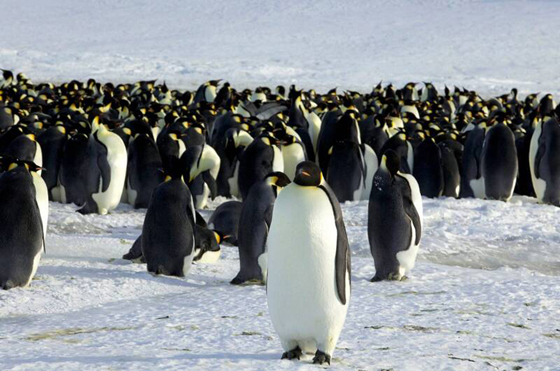 致命性禽流感已经入侵南极洲大陆，对于居住在南极大陆企鹅构成潜在风险。