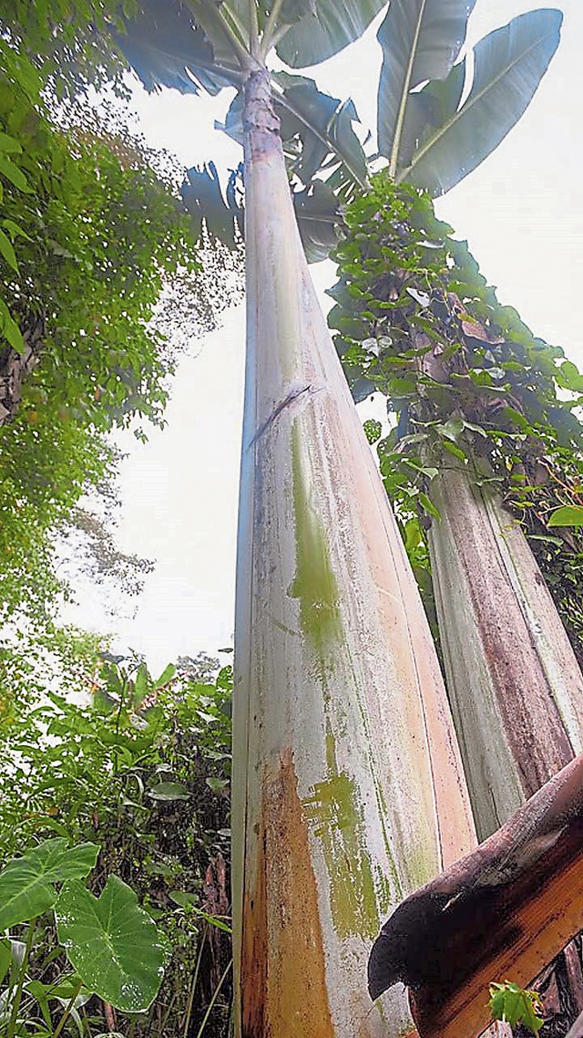 高地巨蕉的高度可达24至30米，比普通香蕉树高六到七倍。