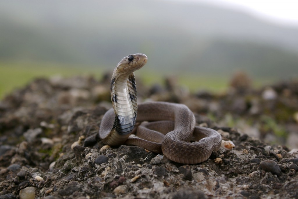 Juvenile of Indian Spectacled Cobra (Naja naja) Naja naja is a species of venomous snake native to the Indian subcontinent. responsible for most fatal snakebites in India. On the rear of the snake's hood are two circular ocelli patterns connected by a c