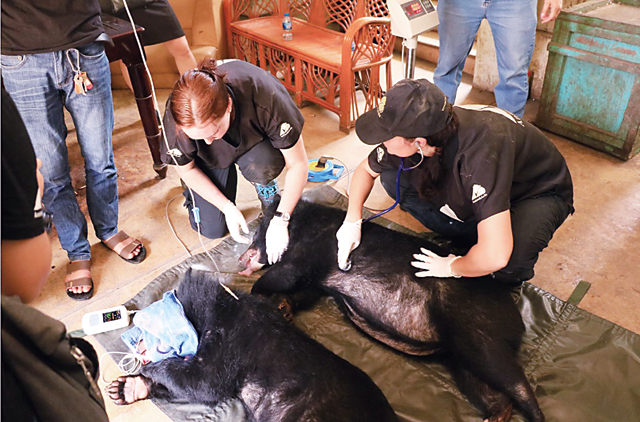动物基金人员检查两只月熊幼崽的身体状况。