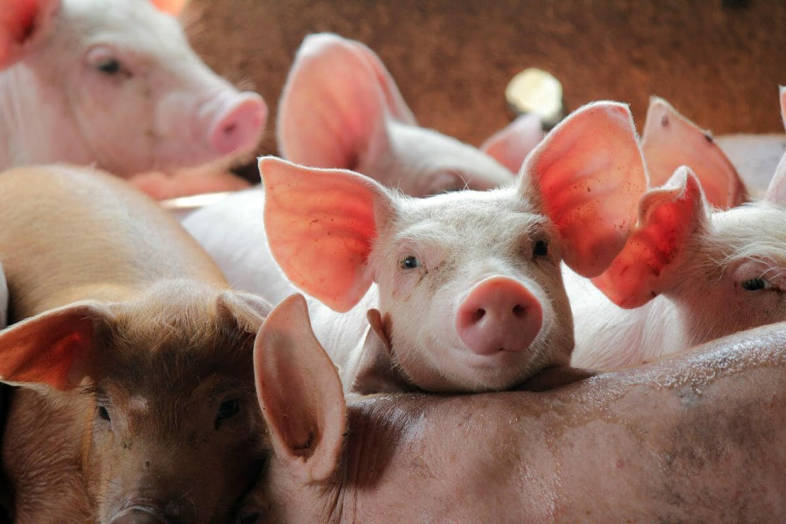 用于移植的猪肾经过基因改造，去除可能对人类受体有害的基因，并添加了某些人类基因以提高相容性。