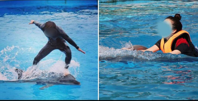 长时间被训练员将海豚当冲浪板似的踩在脚下，容易引起海豚健康状况。 