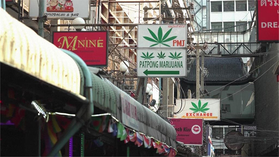 泰国拟在年底前重新把大麻列为毒品。