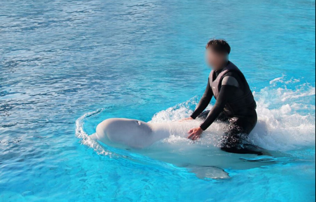 巨济岛海洋世界曾推出过付费VIP“骑海豚”活动，只要付20万韩元（约694令吉），就可以骑海豚，和海豚互动70分钟。 
