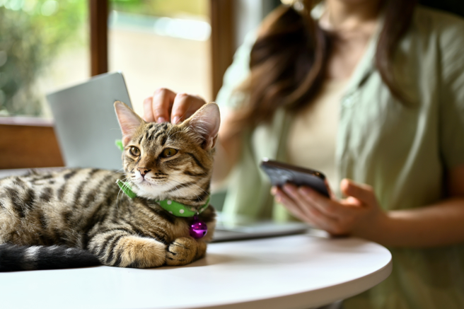 An,Adorable,Tabby,Cat,On,A,Table,While,Her,Owner