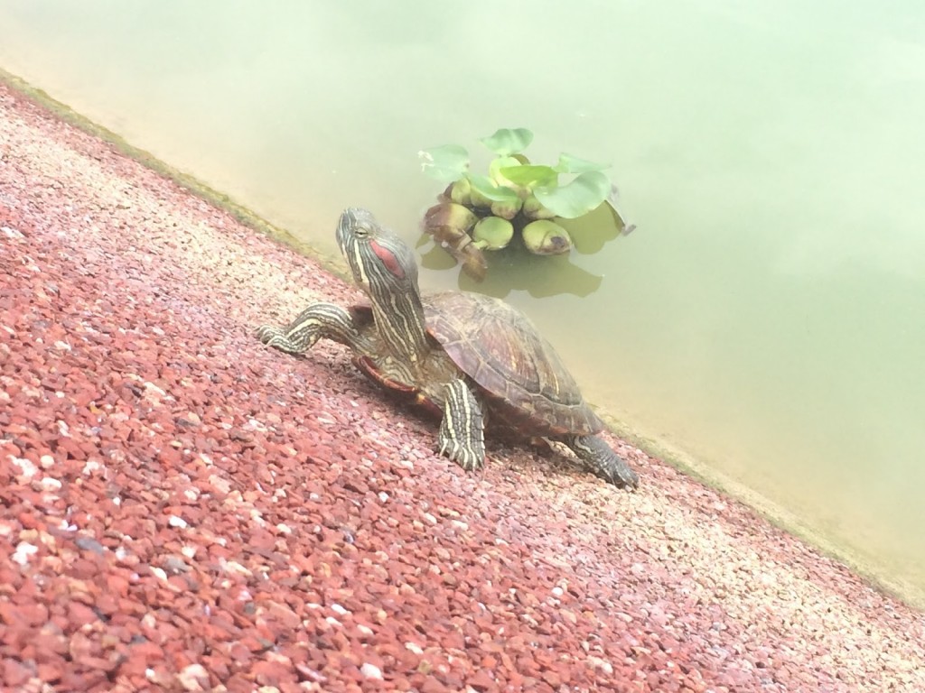 放生池活龟吃死龟 4