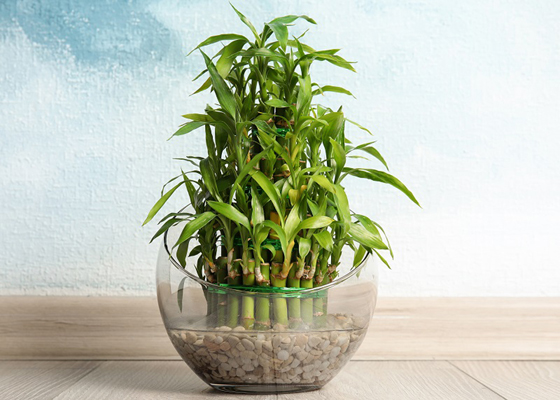 Green bamboo in glass bowl near color wall