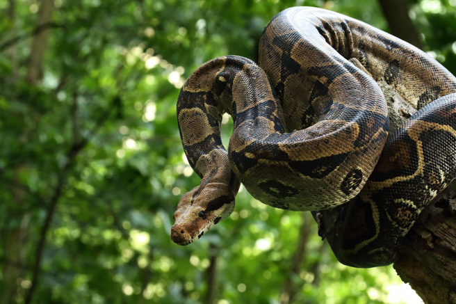 The,Boa,Constrictor,(boa,Constrictor),,Also,Called,The,Red-tailed,Boa