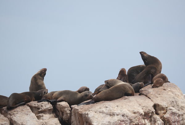 A group of Cape fur seals gather on the rocks as officials investigate an alarming spike in seal deaths along the coast, in Elands Bay, South Africa, November 5, 2021. Picture taken November 5, 2021. REUTERS/Mike Hutchings